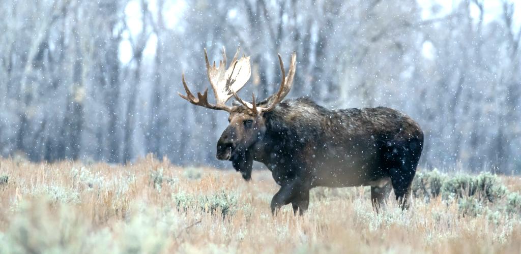 A moose in the forest.