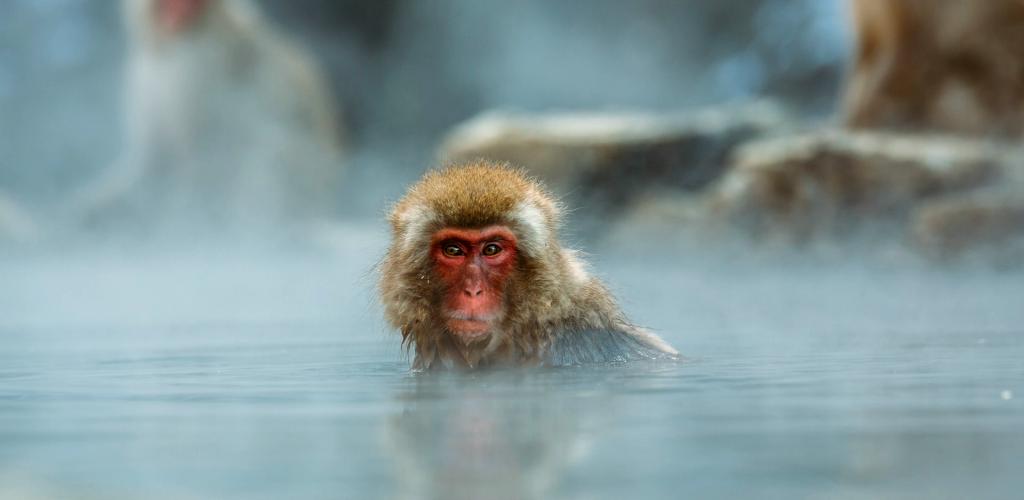 A monkey in a Japanese hot springs.